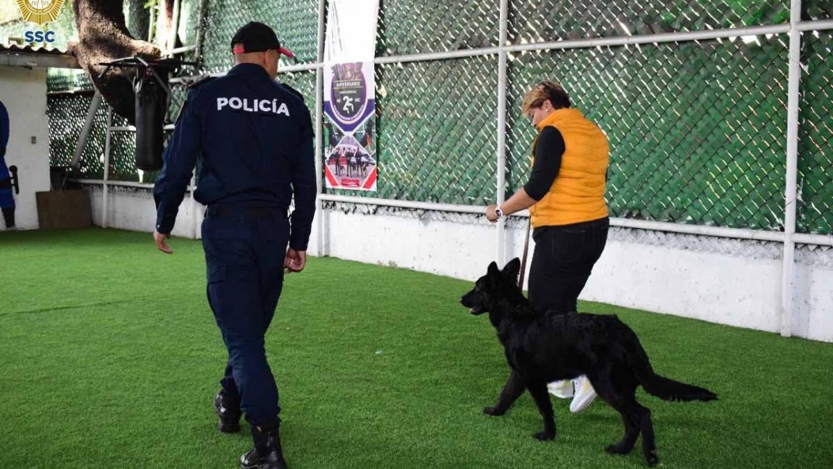 Conoce a Apolo, primer lomito en graduarse del curso de obediencia de la PBI