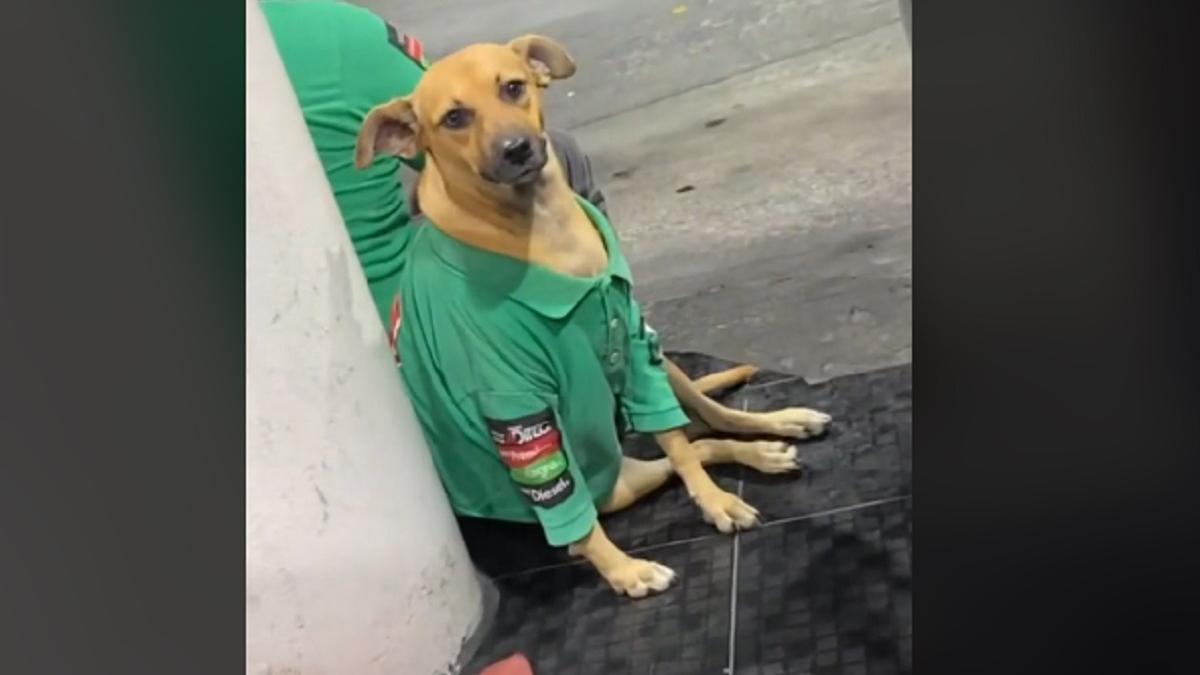 Conoce al "perrito de la gas"; lomito causa ternura por su trabajo en una gasolinera