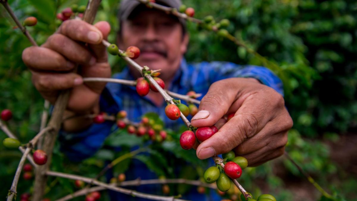 Ofrecen el campo y los mares mexicanos alimentos sanos, nutritivos y asequibles a la población: Agricultura