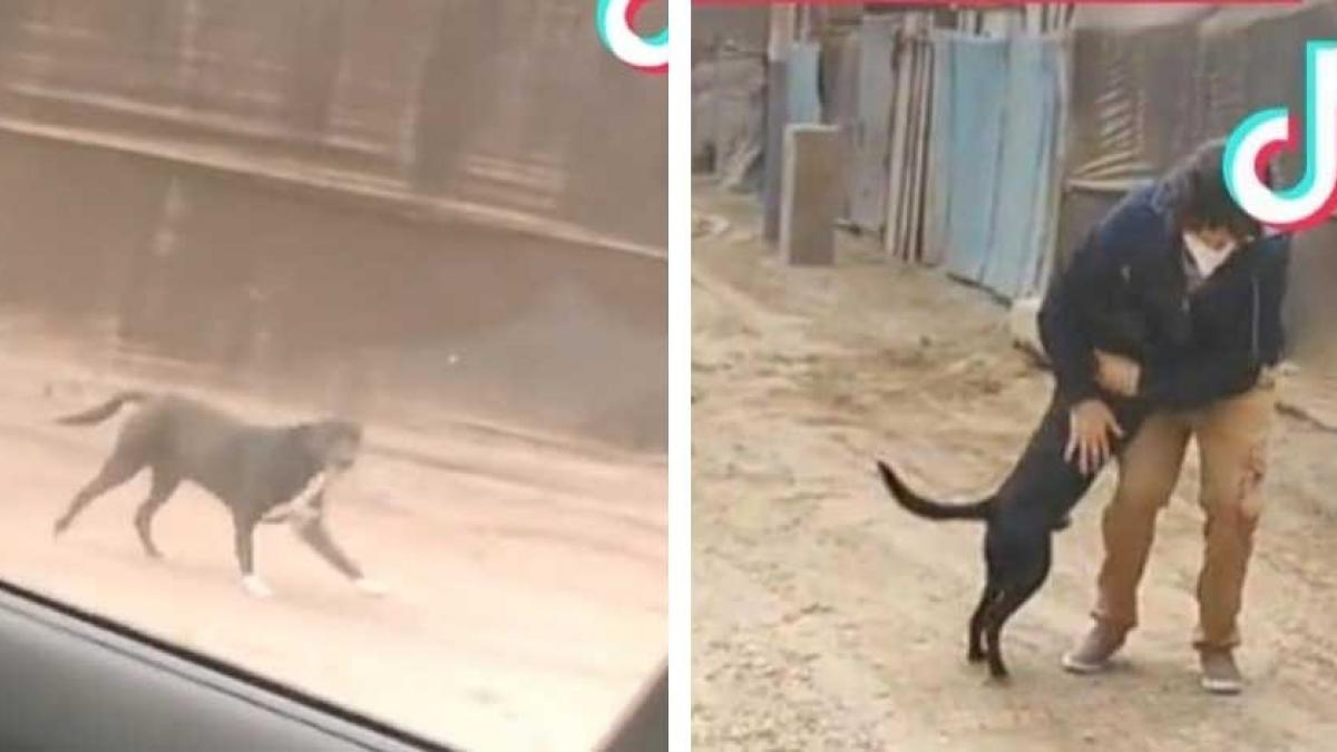 Video: Perrito convence a jóvenes de que lo adopten; reacción se vuelve viral en redes