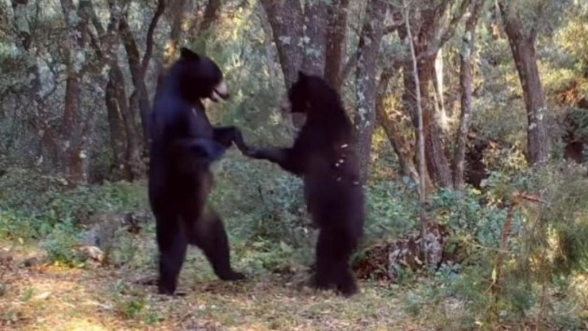 Captan a dos osos "bailando" en sierra de Saltillo, Coahuila (VIDEO)