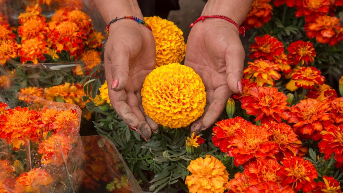 Cuidados para que tus flores de cempasúchil duren en tu altar de Día de Muertos