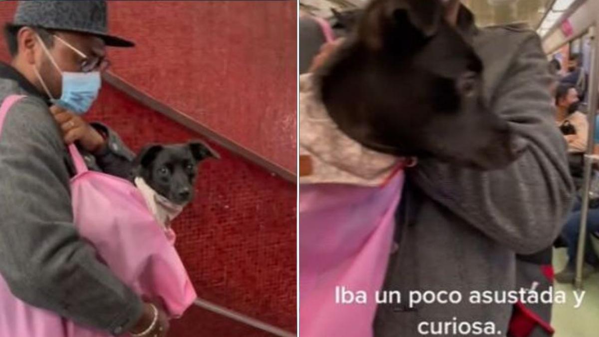 "Perrita tiktoker" viaja en Metro por primera vez; así compartió su experiencia (VIDEO)