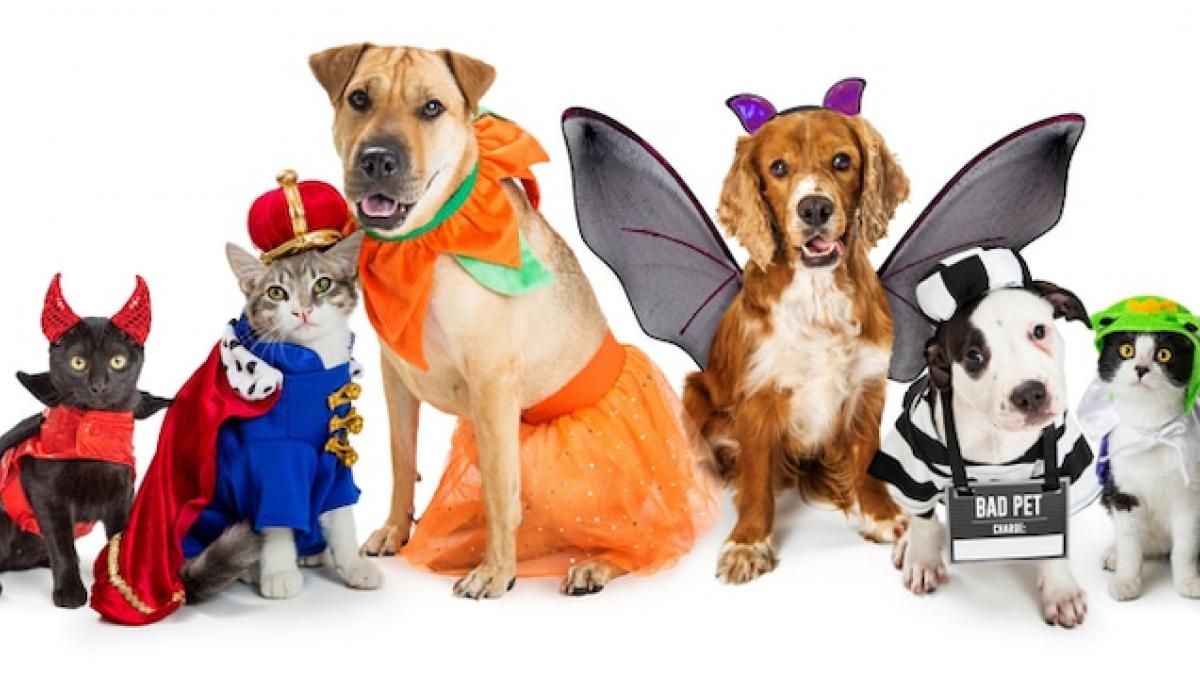 ¿Piensas disfrazar a tu mascota en Halloween? Checa ideas para perros y gatos