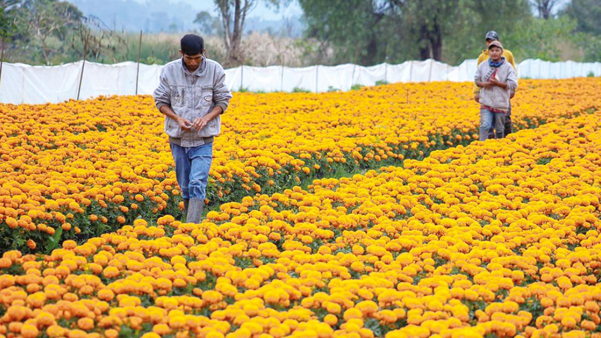 Van por iluminar de naranja la CDMX con flor de cempasúchil