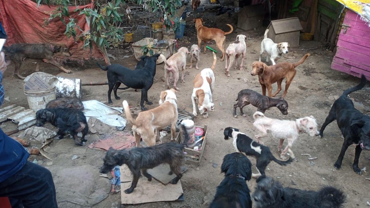 Maltrato animal: PAOT rescata a más de 100 perros en Tlalpan, algunos en mal estado (FOTOS)