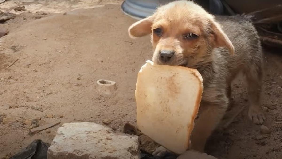 Cachorrito abandonado regala su última rebanada de pan a su rescatista (VIDEO)