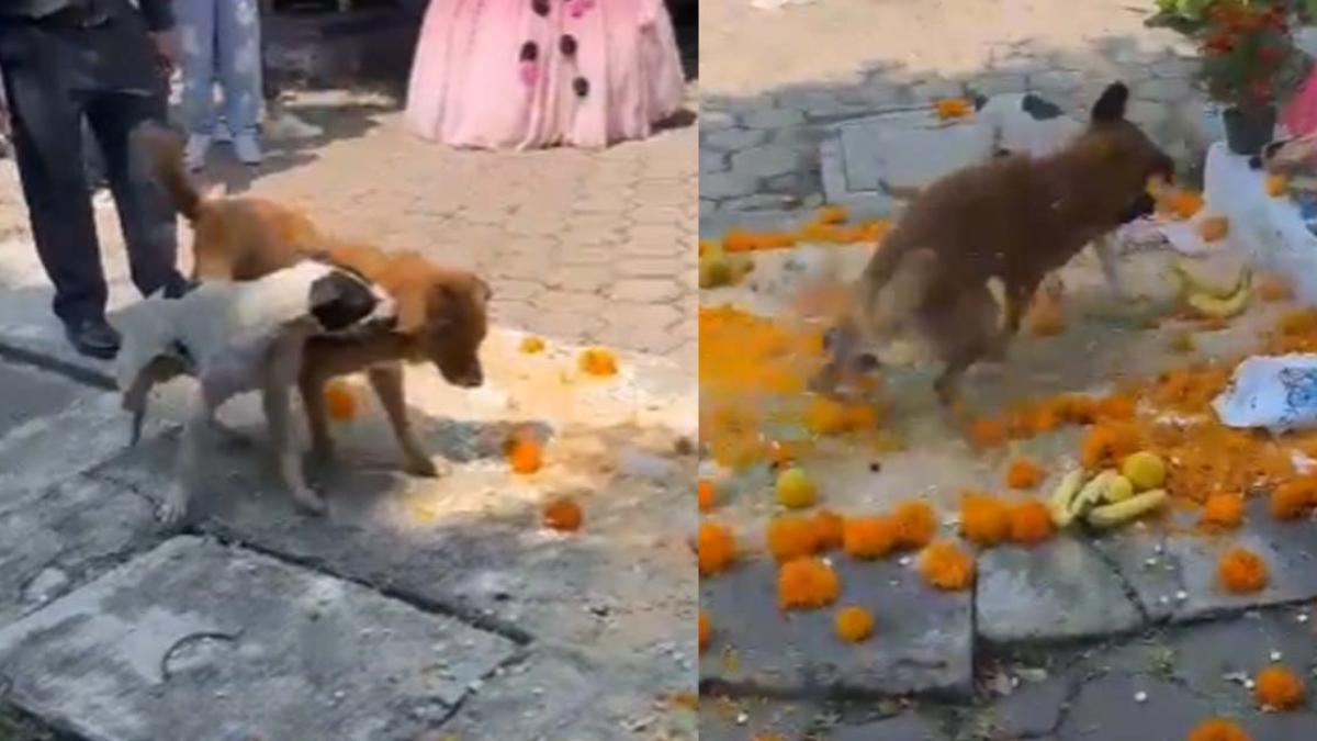 “Lomitos” destruyen ofrenda de Día de Muertos por intensa pelea (VIDEO)