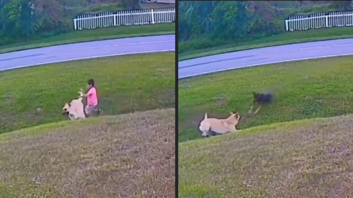 (VIDEO) Lomito-héroe salva a niño de ser mordido por otro perro