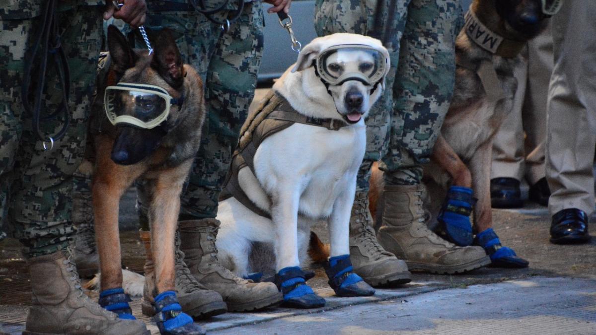 Joven componen canción a Frida, la perrita rescatista del 19S