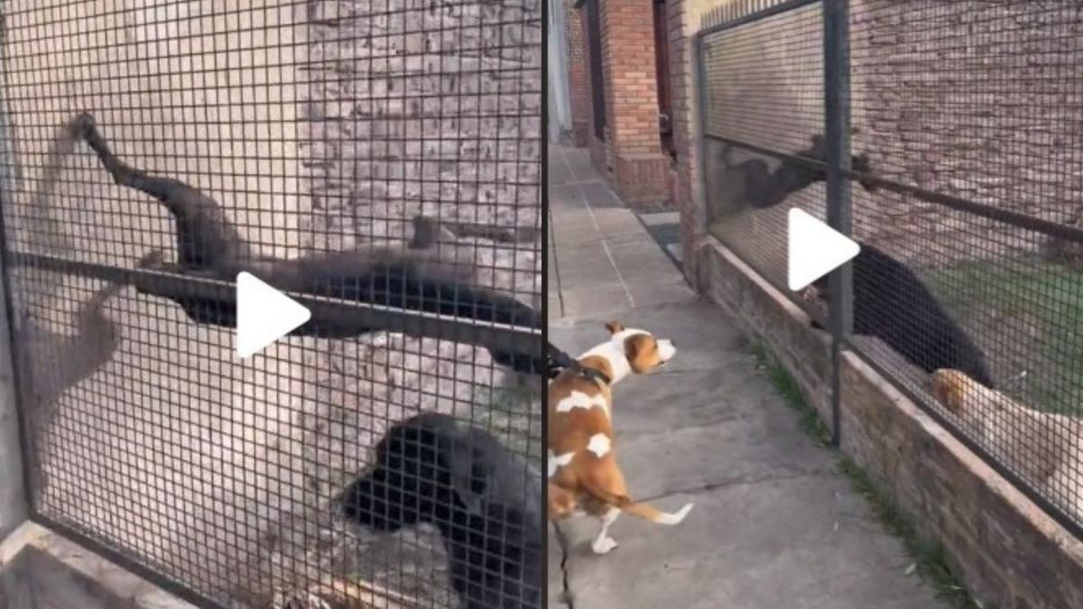 El perrito parkour no existe... Lomito es captado haciendo piruetas (Vídeo)