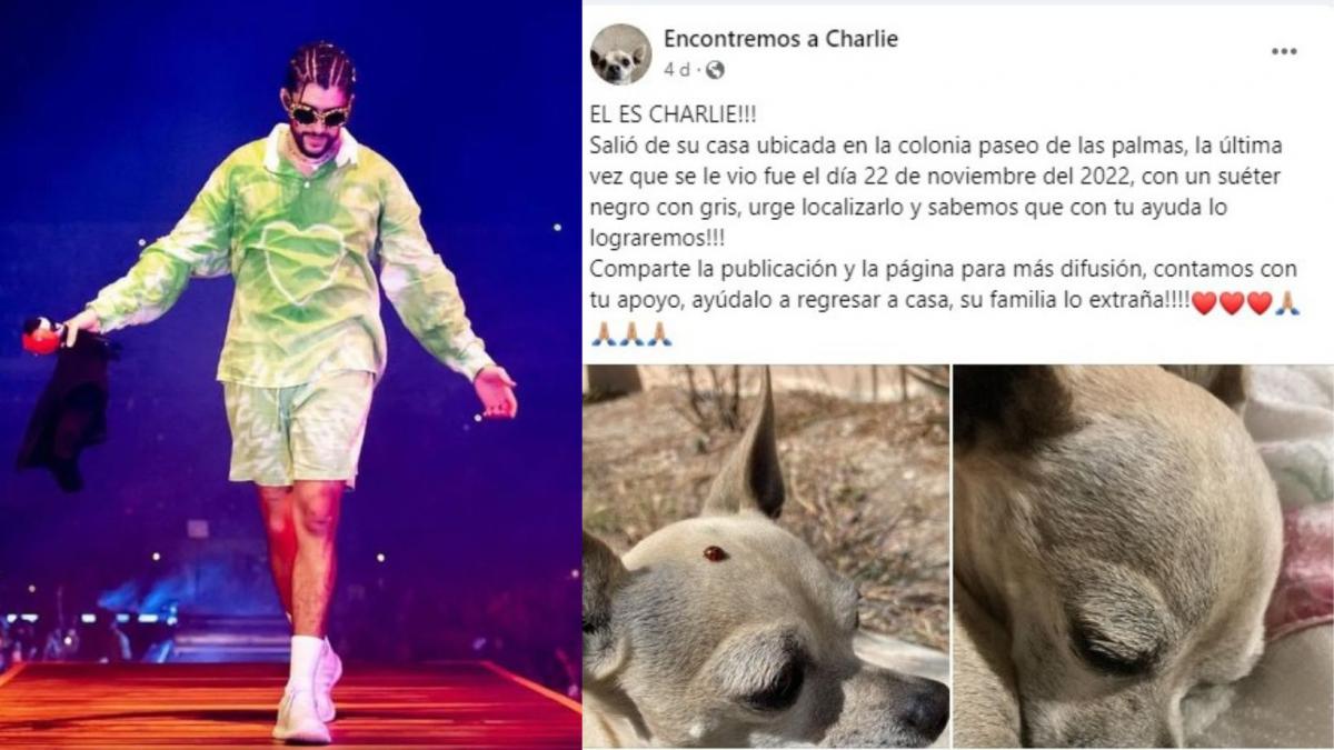 Joven pierde a su lomito y para encontrarlo ofrece boleto de Bad Bunny