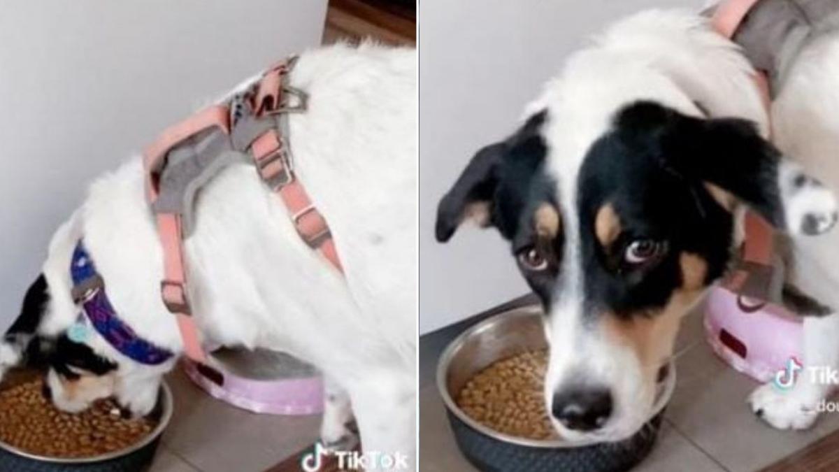 "Perrita estafadora" finge comer croquetas para que la saquen a pasear (VIDEO)