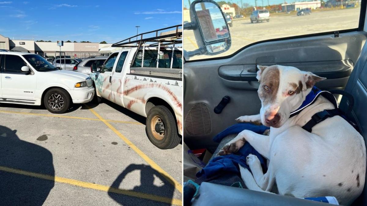 Perrito pone en marcha la camioneta de su dueño y choca por accidente