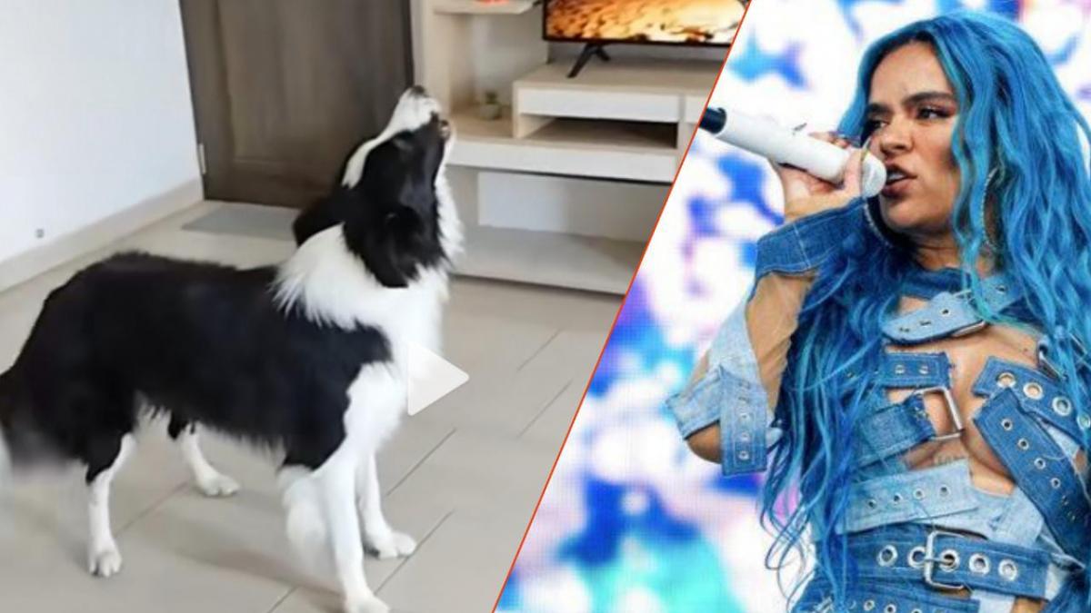 ¡El más fan! Perrito "bichote" se emociona y "canta" las canciones de Karol G (VIDEO)