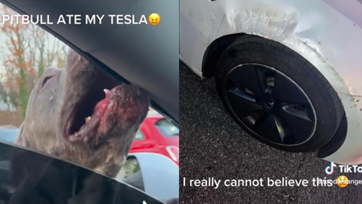 ¡Ya ni la amuela! “Lomito” pitbull destroza un Tesla a mordidas (VIDEO)