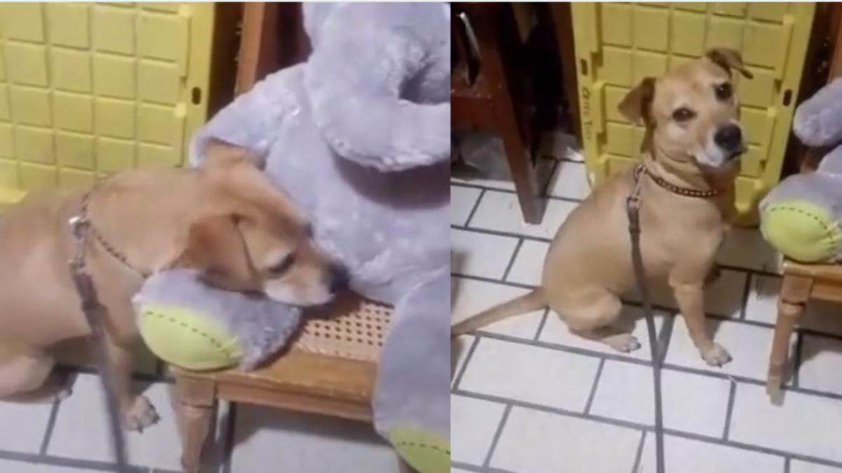 Perrita obliga a su dueño a que le compre un peluche carísimo ¡Se sale con la suya! (VIDEO)