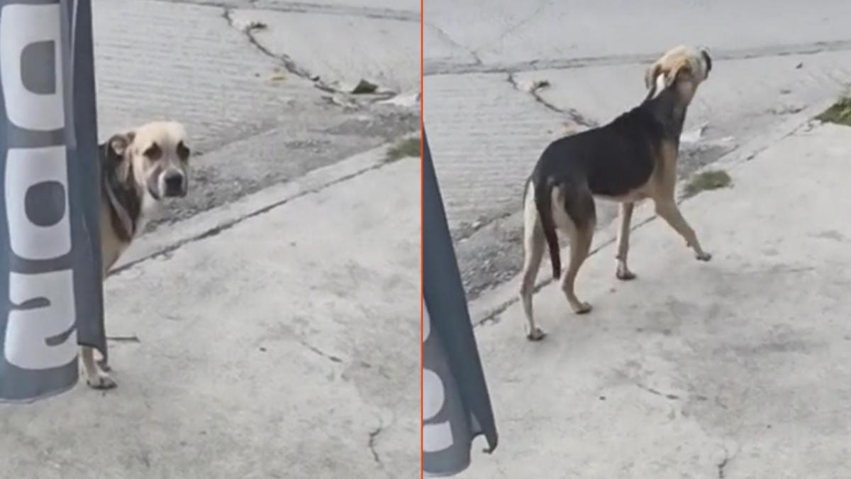 ¿Te conozco? Perrito se escapa de casa y en la calle "finge" no conocer a su cuidador (VIDEO)