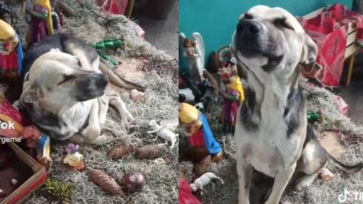 Dormido en el nacimiento, así captaron a un perrito; VIDEO conmueve a las redes