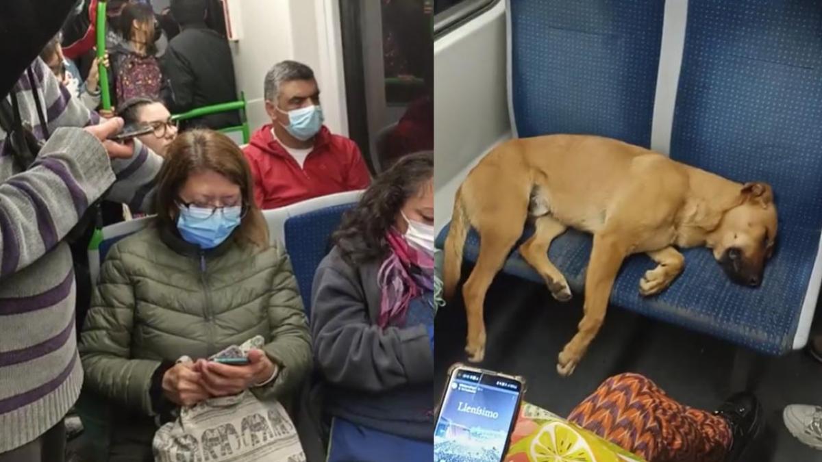 ¿No quiere ceder su asiento? Captan a “lomito” durmiendo cómodamente en vagones del Metro