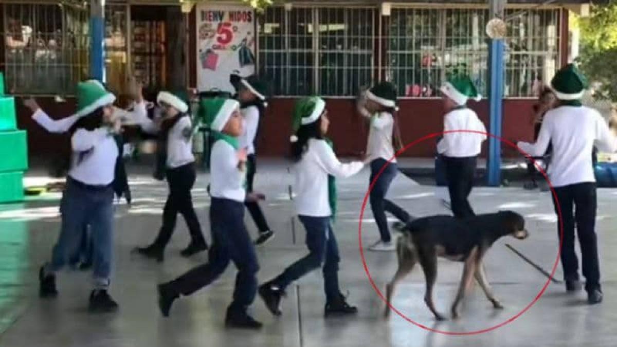 Perrito se cuela en festival navideño de escuela y se roba el show (VIDEO)