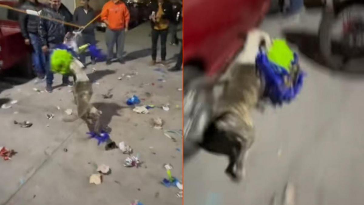 ¡Se roba la Navidad! Perrito "atraca" fiesta y huye a toda velocidad con la piñata (VIDEO)