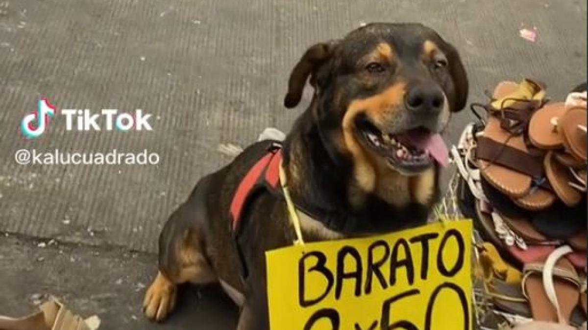 ¡Bara, bara! Perrito trabajador ayuda a su dueña a vender sandalias en la calle (VIDEO)