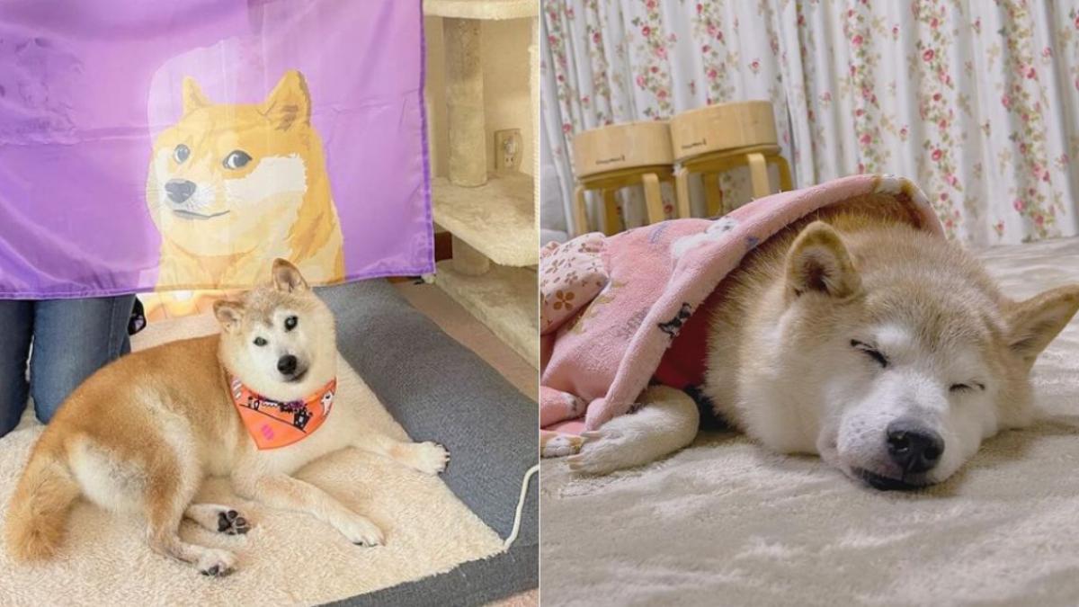 Kabosu, el perrito de los memes se encuentra grave; checa la enfermedad que tiene