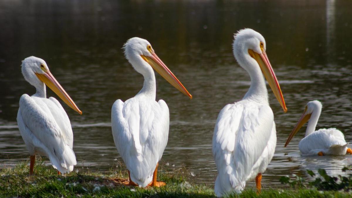 CDMX recibe 229 especies de aves migratorias de invierno