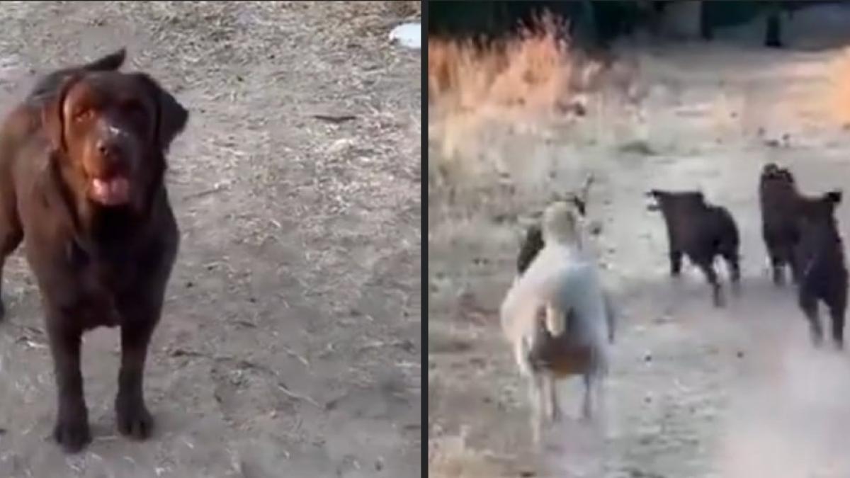 (VIDEO) "Perroveja" es captada corriendo con una jauría de canes y se vuelve viral