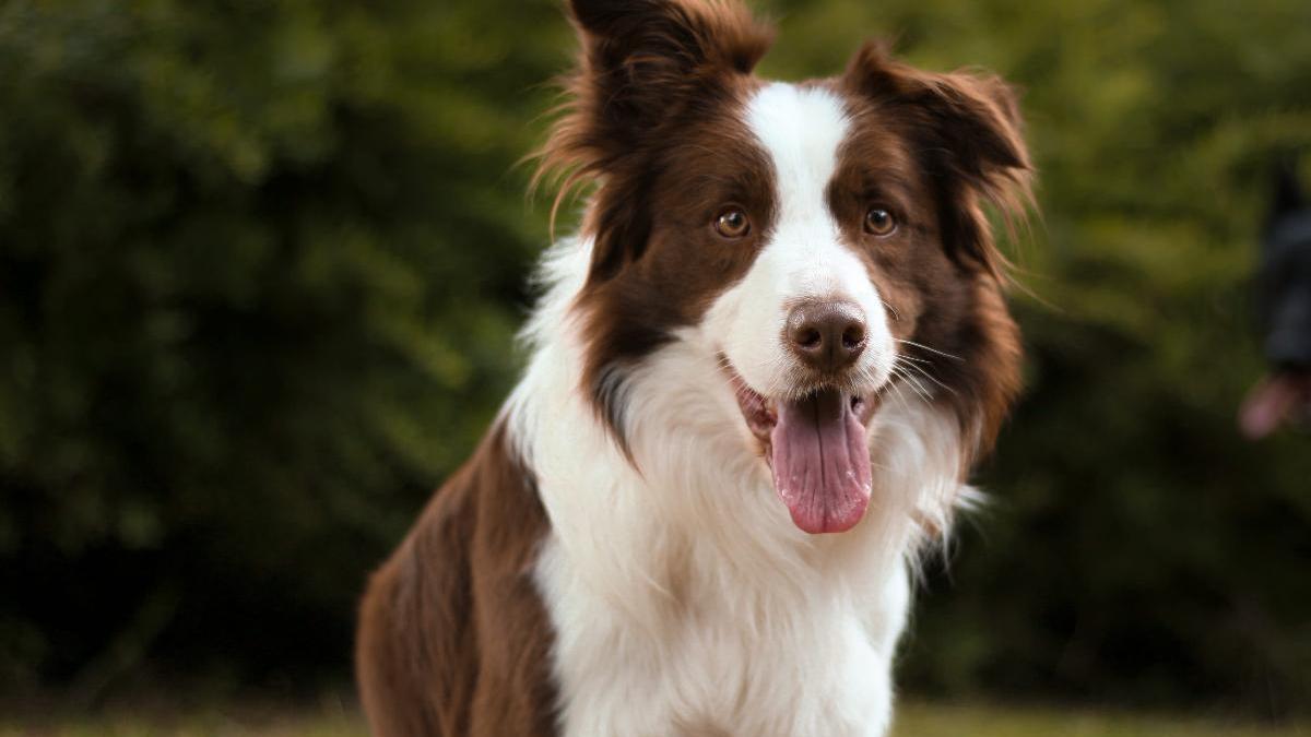 ¿Cuál es la raza canina más inteligente del mundo? Científicos realizan estudio