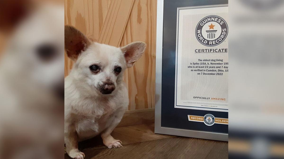 ¡Lomito suave y viejito! Perro chihuahua gana récord Guinness por ser el más longevo del mundo