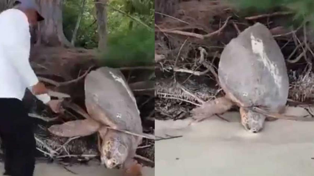 "¡Que bella, está viva!": Enorme tortuga regresa al agua tras ser liberada de unas raíces (VIDEO)