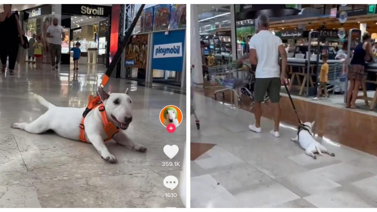 (VIDEO) "Lomito" flojo decide no caminar más y humano lo arrastra por centro comercial