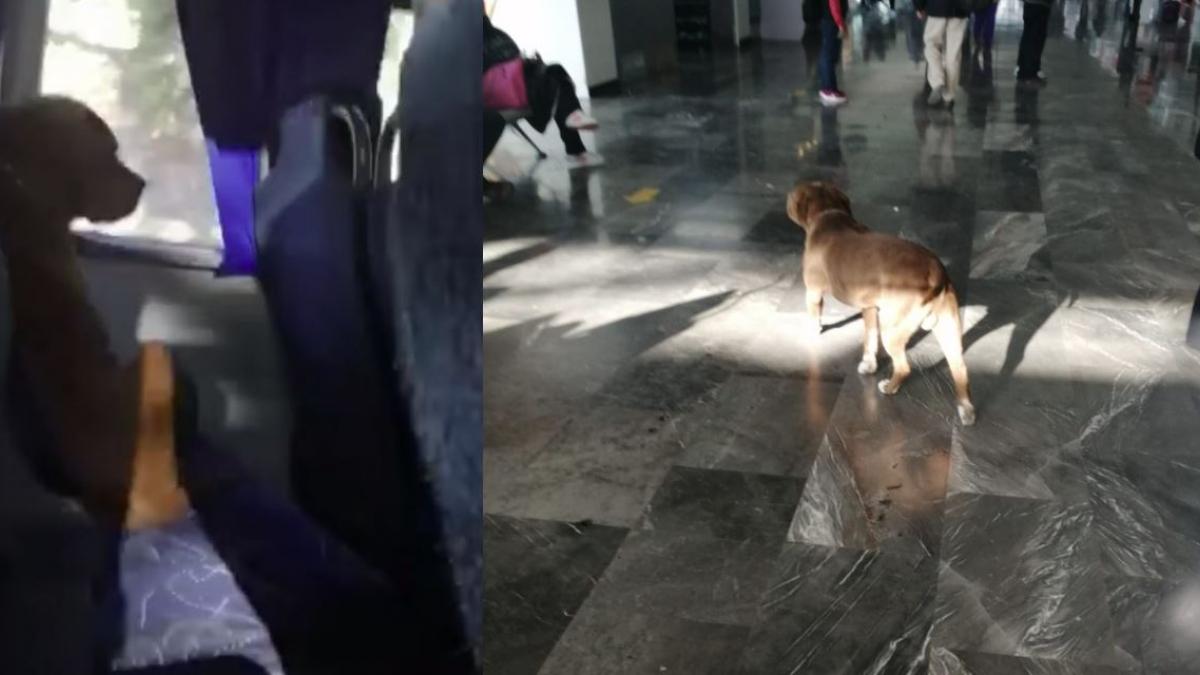 Perrito se va de paseo y viaja solo hasta Pachuca en autobús (VIDEO)