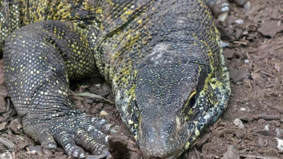 En este lugar podrás visitar al lagarto rescatado en Xochimilco