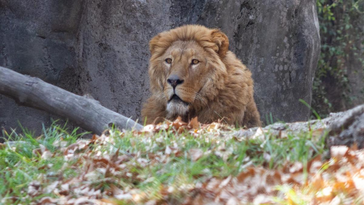 Sedema logra recuperación de 7 leones rescatados del Black Jaguar-White Tiger