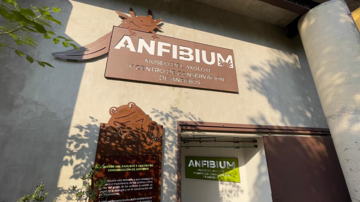 Día Nacional del Ajolote: Invitan a visitar el Anfibium, el nuevo museo en CDMX