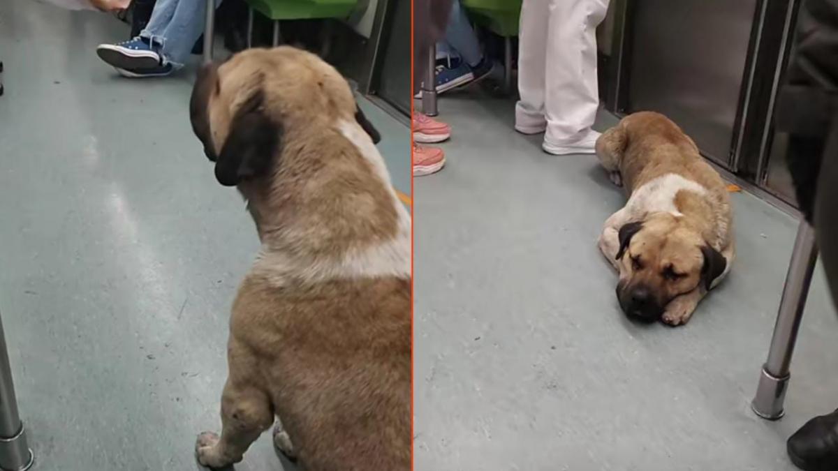 ¡Un usuario más! Perrito viaja en el Metro y lanza mordida para que no lo bajen (VIDEO)