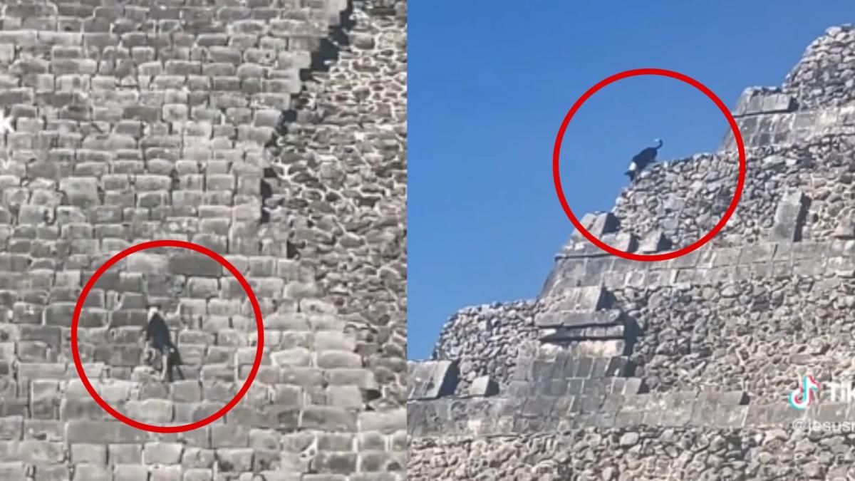 Perritos exploradores suben a la cima de la pirámide de Chichén Itzá (VIDEO)