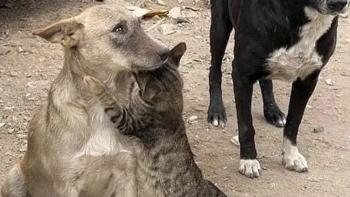 Gato abraza a un perro al ser rescatados en Siria y la conmovedora FOTO se vuelve viral: "Su mirada triste"