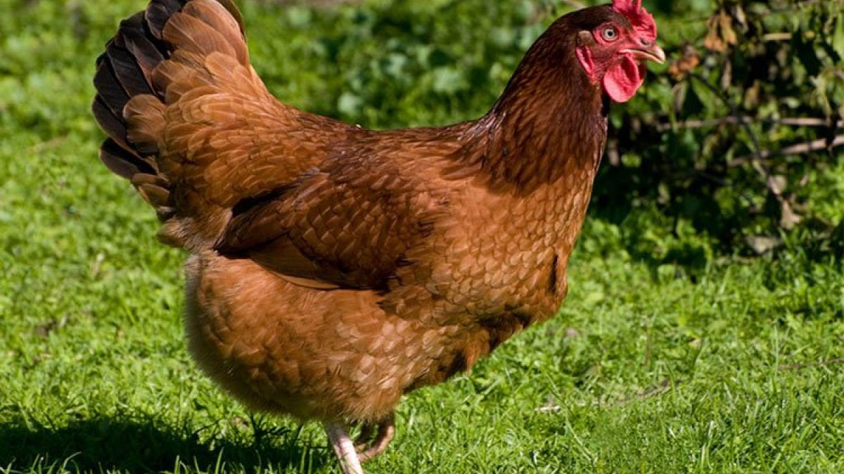 (VIDEO) "Mamá, en la escuela me pidieron ¡una gallina!" Pequeña confunde tarea y se vuelve viral