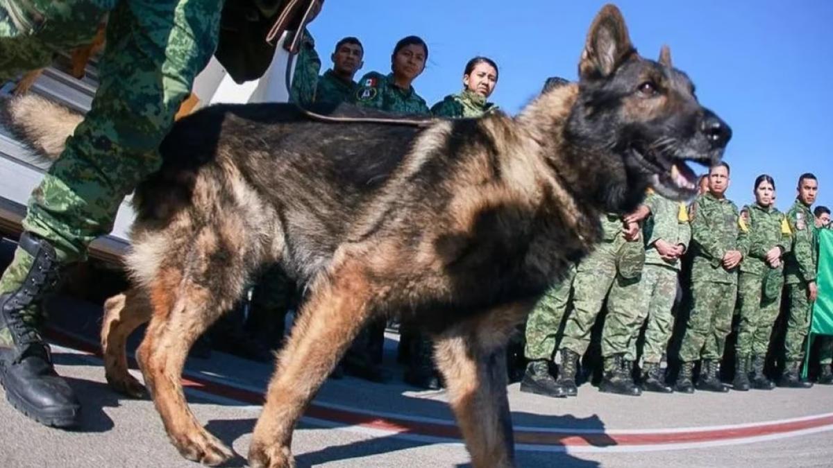 “Un héroe de cuatro patas”: Dedican corrido a Proteo, perrito rescatista fallecido en Turquía