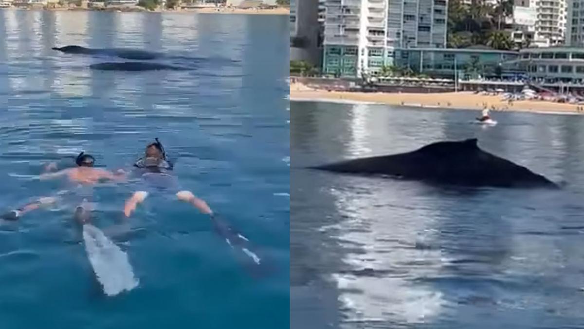 ¡Qué sorpresa! Nadadores de Acapulco encuentran ballenas navegando junto a ellos (VIDEO)