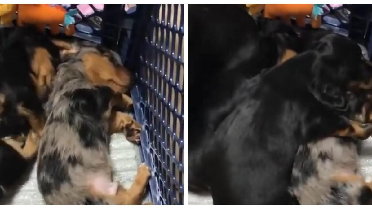 (VIDEO) Perrito tiene una pesadilla y su hermanito lo abraza para calmarlo