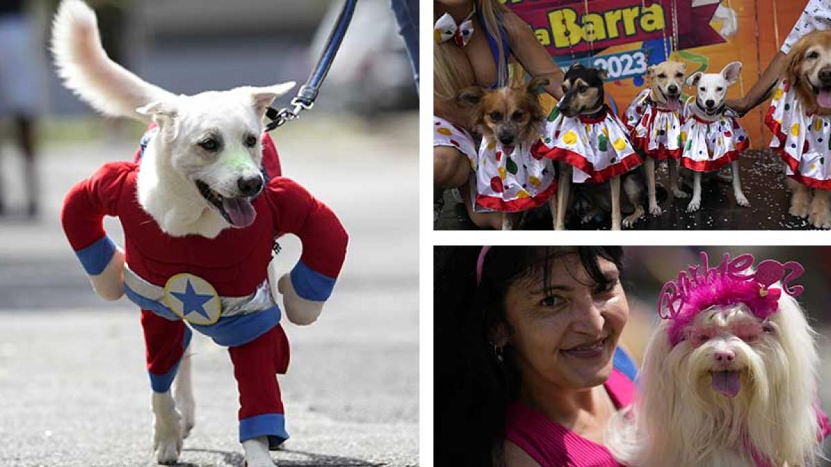 "Lomitos" disfrazados ladran y mueven sus colitas al desfilar en fiesta de carnaval (FOTOS)