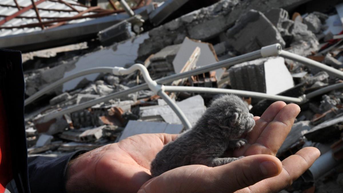 Sismo en Turquía. Gatito bebé es rescatado durante demolición de edificio (FOTOS)