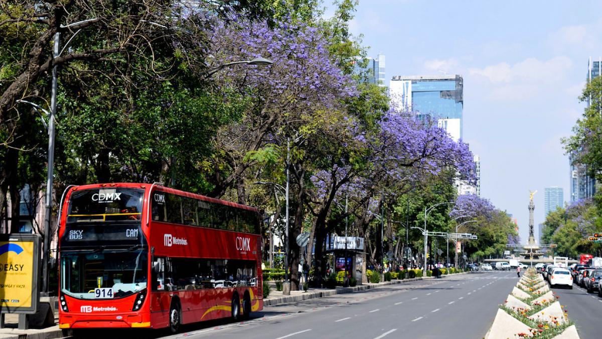 Jacarandas en CDMX: ¿Por qué hay tantas en la Ciudad y dónde puedes verlas?