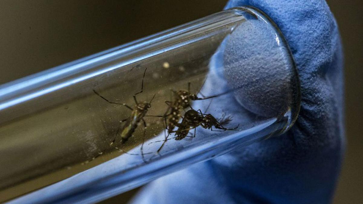 ¿Cómo prevenir el dengue en México? Estas son las recomendaciones de la Ssa