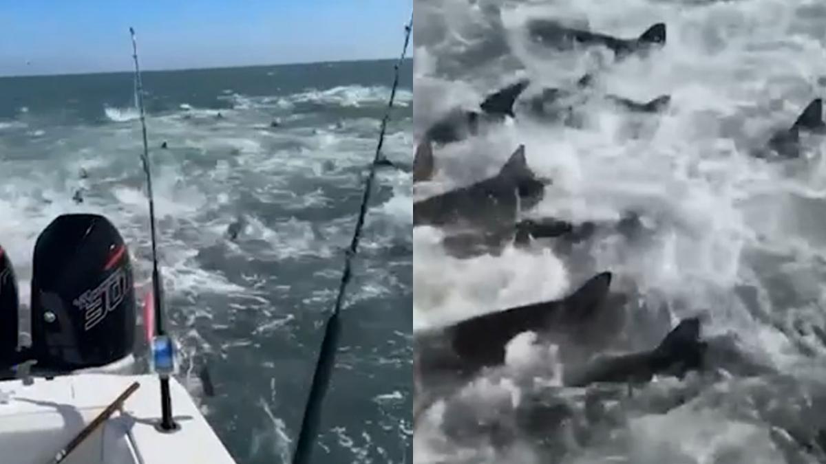 ¡Qué miedo! Pescadores son rodeados en el mar por decenas de tiburones (VIDEO)